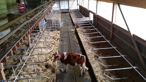 Vache dans son box, sous surveillance caméra